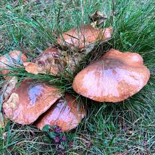 Slippery Jack Pilz Gemüse Samen zum Pflanzen
