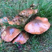 Slippery Jack Pilz Gemüse Samen zum Pflanzen