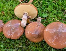 Semi di funghi Slippery Jack da piantare