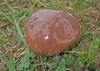 Slippery Jack Pilz Gemüse Samen zum Pflanzen