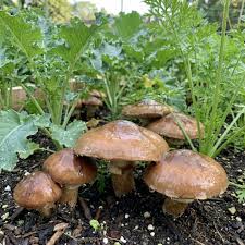 Slippery Jack Pilz Gemüse Samen zum Pflanzen