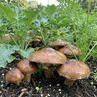 Slippery Jack Pilz Gemüse Samen zum Pflanzen