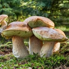 Semi di funghi Slippery Jack da piantare
