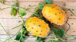 Cucumis Metuliferus (Horned Melon) Gemüse Samen zum Pflanzen