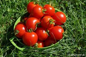 Geranium Kiss Tomate Gemüse Samen zum Pflanzen