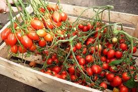 Geranium Kiss Tomate Gemüse Samen zum Pflanzen