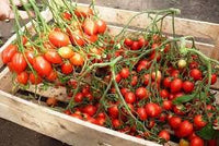 Geranium Kiss Tomate Gemüse Samen zum Pflanzen