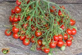 Geranium Kiss Tomate Gemüse Samen zum Pflanzen