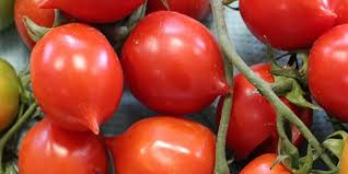 Geranium Kiss Tomate Gemüse Samen zum Pflanzen