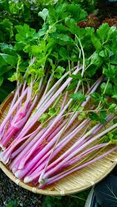 Pink Plume Celery Gemüse Samen zum Pflanzen