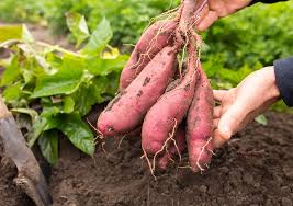 Pink Süßkartoffel Samen zum Pflanzen  Grow Delicious Gemüses
