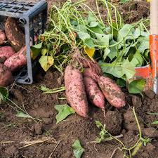 Hell Violett Süßkartoffel Samen für einfache Aussaat
