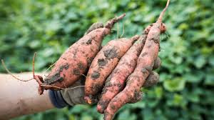 Pink Süßkartoffel Samen zum Pflanzen  Grow Delicious Gemüses