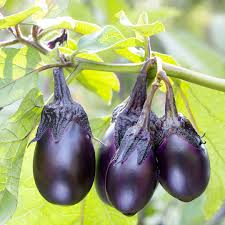 Ophelia Eggplant Gemüse Samen zum Pflanzen