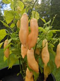 Sugar Rush Peach Pepper Gemüse Samen zum Pflanzen