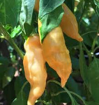 Sugar Rush Peach Pepper Gemüse Samen zum Pflanzen