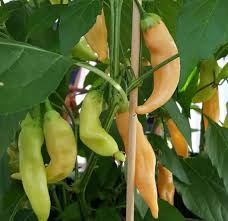 Sugar Rush Peach Pepper Gemüse Samen zum Pflanzen