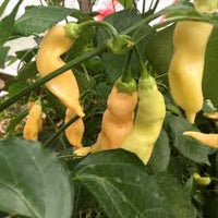 Sugar Rush Peach Pepper Gemüse Samen zum Pflanzen