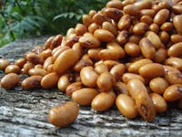 Swedish Braun Beans Gemüse Samen zum Pflanzen
