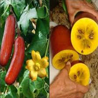 Sicana Odorifera Samen zum Pflanzen  Grow This Unique Gemüse