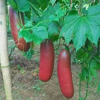 Sicana Odorifera Samen zum Pflanzen  Grow This Unique Gemüse