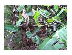 Long Pepper Samen zum Pflanzen - Piper Longum Gemüsesamen