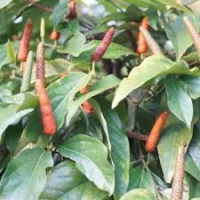 Long Pepper Samen zum Pflanzen - Piper Longum Gemüsesamen