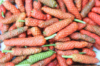 Long Pepper Samen zum Pflanzen - Piper Longum Gemüsesamen