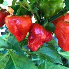 Aji Cubano Dulce Cachucha Pepper Samen zum Pflanzen