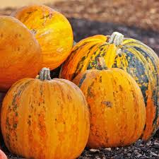 Kakai Hull-Less Pumpkin Samen für einfache Aussaat