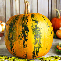 Kakai Hull-Less Pumpkin Samen für einfache Aussaat
