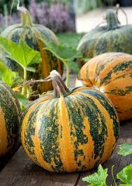 Kakai Hull-Less Pumpkin Samen für einfache Aussaat