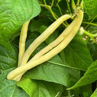 Traditionell Gelb Wax Bean Samen zum Pflanzen  Grow Delicious Beans