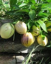 Pepino Solanum Muricatum Samen  Ideal zum Pflanzen in Gardens & Containers