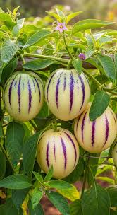 Semi di Pepino Solanum muricatum, ideali per la coltivazione in giardino e in contenitore