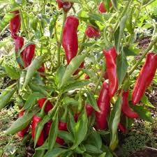 Sweet Hungarian Paprika Samen zum Pflanzen | Flavorful Pepper Samen for Your Garden