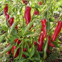 Sweet Hungarian Paprika Samen zum Pflanzen | Flavorful Pepper Samen for Your Garden