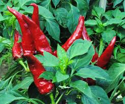 Sweet Hungarian Paprika Samen zum Pflanzen | Flavorful Pepper Samen for Your Garden
