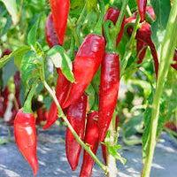 Sweet Hungarian Paprika Samen zum Pflanzen | Flavorful Pepper Samen for Your Garden
