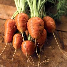 Oxheart Carrot Samen for Gemüse Planting