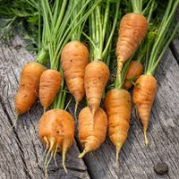 Oxheart Carrot Samen for Gemüse Planting