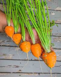Oxheart Carrot Samen for Gemüse Planting