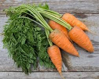 Oxheart Carrot Samen for Gemüse Planting