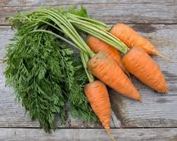 Oxheart Carrot Samen for Gemüse Planting