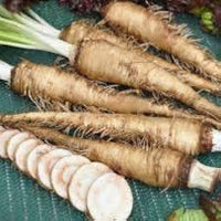 Russian Horseradish Gemüsesamen for für den Hausgarten