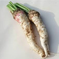 Russian Horseradish Gemüsesamen for für den Hausgarten