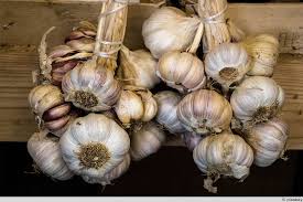 Braun Knoblauch Samen für einfache Aussaat