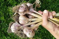 Braun Knoblauch Samen für einfache Aussaat