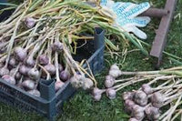 Braun Knoblauch Samen für einfache Aussaat