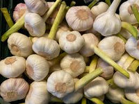 Braun Knoblauch Samen für einfache Aussaat